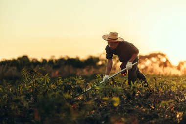 Cassava çiftçileri gün batımında tarlalarının ortasında kazı yapıyorlar..