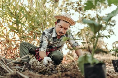Bahçıvanlar dikmeden önce yere çukur kazmak için maça kullanırlar.