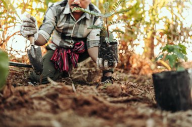 Bir bahçıvan bahçede yere bir ağaç dikiyor..