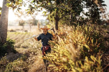 Bahçıvanlar sebze ekmeden önce topraktan yabani otları temizlemek için çapa kullanırlar..