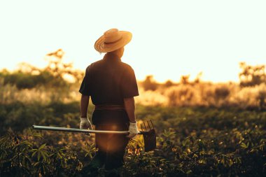 Cassava çiftçisi bir çapa tutuyor ve gün batımında tarlasının ortasında duruyor..