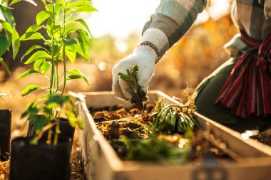 Çiftçiler uzun saksılarda yetiştirmek ve satmak için kişniş kökü taşırlar..