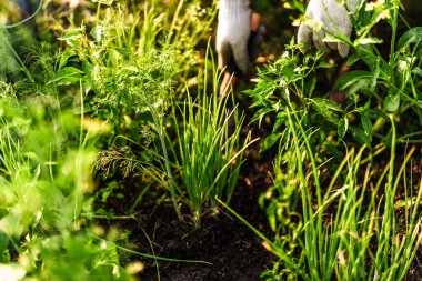 Bir sebze bahçıvanı satmak için bir kürek kullanıyor..