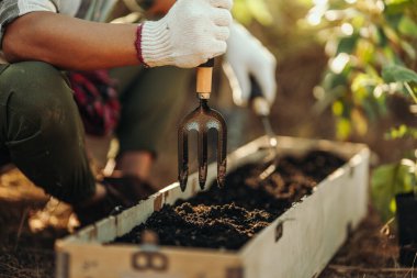 Çiftçiler toprağı sebze ekmeye hazırlamak için kürek kullanırlar..