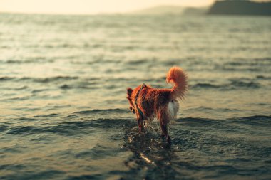 Gün batımında bir köpek sahibiyle birlikte denizde oynuyor. Hayvan konsepti.