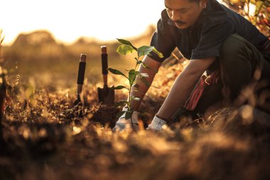 Bir bahçıvan bahçeye mango ağacı dikiyor..