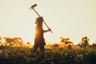Cassava çiftçileri gün batımında tarlalarının ortasında kazı yapıyorlar..