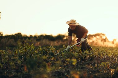 Cassava çiftçileri gün batımında tarlalarının ortasında kazı yapıyorlar..