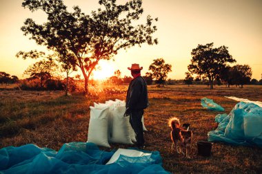 Kırsal Çiftçi elleri taşra tarlasında canlı bir gün batımı sırasında çuvala kuru pirinç koyuyor. Hasattan sonra çeltik dolu çuvallar. İşçilik çalışıyor. Çalışma sektörü gün batımı.