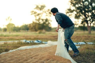 Çiftçi kırsal alanda güneşli bir hasat gününde kuru tahıl saklar. Pirinç, tarım kavramı.