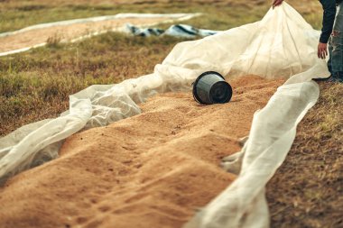 Kırsal Arazide Altın Gün Batımı ve Tohum Kurutma Açık Hava