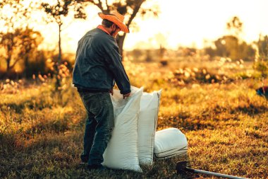 Kırsal Çiftçi elleri taşra tarlasında canlı bir gün batımı sırasında çuvala kuru pirinç koyuyor. Hasattan sonra çeltik dolu çuvallar. İşçilik çalışıyor. Çalışma sektörü gün batımı.