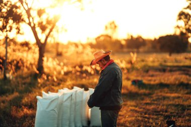 Kırsal Çiftçi elleri taşra tarlasında canlı bir gün batımı sırasında çuvala kuru pirinç koyuyor. Hasattan sonra çeltik dolu çuvallar. İşçilik çalışıyor. Çalışma sektörü gün batımı.