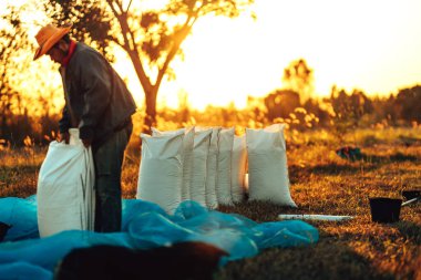 Kırsal Çiftçi elleri taşra tarlasında canlı bir gün batımı sırasında çuvala kuru pirinç koyuyor. Hasattan sonra çeltik dolu çuvallar. İşçilik çalışıyor. Çalışma sektörü gün batımı.