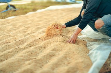Hasattan sonra kuru pirinç taneleri çiftçiler tarafından paketlenip fabrikaya, sanayiye gönderilmeden önce sınıflandırılıyor..