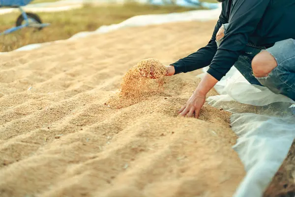 Hasattan sonra kuru pirinç taneleri çiftçiler tarafından paketlenip fabrikaya, sanayiye gönderilmeden önce sınıflandırılıyor..