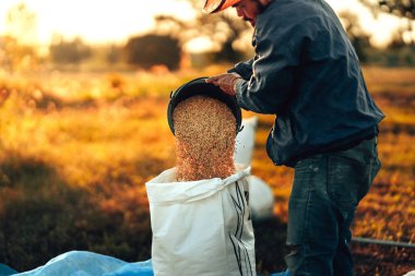 Bir çiftçinin elleri, tarımı, hasatı ve geleneksel çeltik toplama yöntemlerini sembolize eden altın tanelerini beyaz bir çuvala dökmek için siyah bir kova kullanıyor. İşçi sanayii.