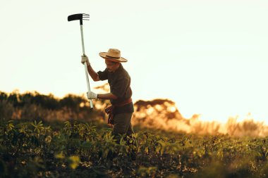 Cassava çiftçileri gün batımında tarlalarının ortasında kazı yapıyorlar..
