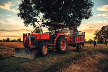 Traktör ve kamyon, hasat eklentisi olan, gün batımında pirinç tarlasında birlikte çalışarak, kırsal kesimde verimli bir akşamı ön plana çıkarıyor. Makine imalatında çalışan çiftçi.