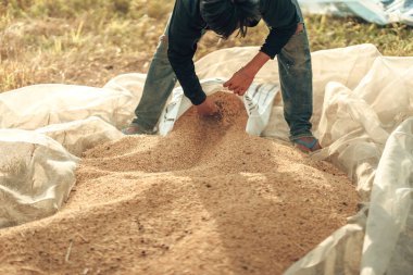 Farmer keep dry Grains on a Sunny Harvest Day in Rural Field before they are packed into sacks before send to factory, industry. Rice, agriculture concept.