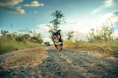 Oyuncu bir köpek, uzun otlarla çevrili açık havanın keyfini çıkarır ve mavi sakin bir gökyüzü, neşe ve doğanın özünü yakalar..