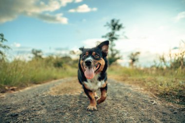 Oyuncu bir köpek, uzun otlarla çevrili açık havanın keyfini çıkarır ve mavi sakin bir gökyüzü, neşe ve doğanın özünü yakalar..