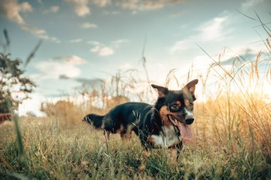 Oyuncu bir köpek, uzun otlarla çevrili açık havanın keyfini çıkarır ve mavi sakin bir gökyüzü, neşe ve doğanın özünü yakalar..