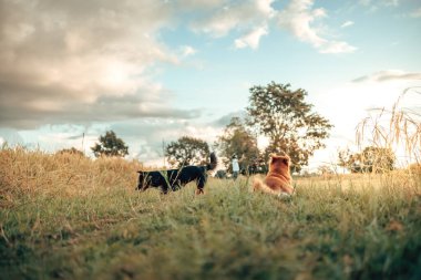 Oyuncu bir köpek, uzun otlarla çevrili açık havanın keyfini çıkarır ve mavi sakin bir gökyüzü, neşe ve doğanın özünü yakalar..