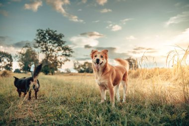Oyuncu bir köpek, uzun otlarla çevrili açık havanın keyfini çıkarır ve mavi sakin bir gökyüzü, neşe ve doğanın özünü yakalar..