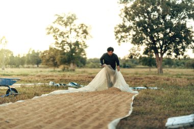 Çiftçi kırsal alanda güneşli bir hasat gününde kuru tahıl saklar. Pirinç, tarım kavramı.
