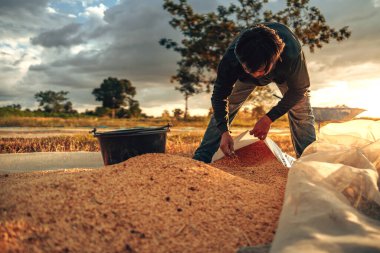 Çiftçi Kerestelerle Çalışıyor ve Taşrada Altın Gün Batımında Çuvallıyor