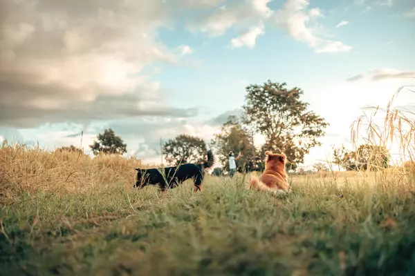 Oyuncu bir köpek, uzun otlarla çevrili açık havanın keyfini çıkarır ve mavi sakin bir gökyüzü, neşe ve doğanın özünü yakalar..