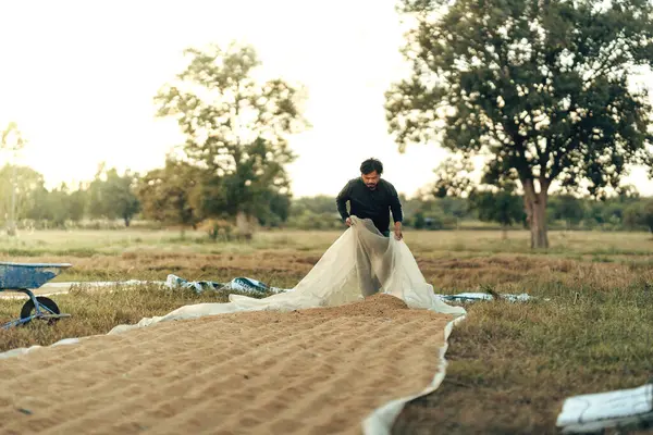 Çiftçi kırsal alanda güneşli bir hasat gününde kuru tahıl saklar. Pirinç, tarım kavramı.