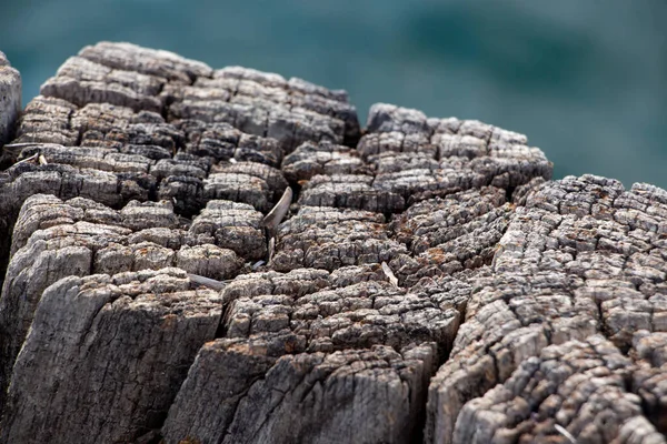 Dřevěná Textura Starého Dřeva Pláži Dřevěná Textura Povrchu Mola Dřevěné — Stock fotografie