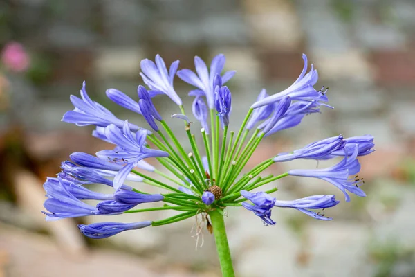 Agapanthus africanus, an African lily flower in the garden. Blue lily flower