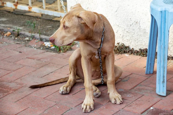 Brown Dog Sitting Floor Looking Camera Chain — Stock Photo, Image