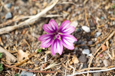 Bir mallow 'un mor çiçeği (Malva sylvestris)