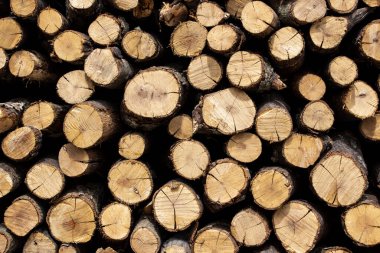 Arka planda istiflenmiş odun yığını duvarı var. Ağaç kökleri arka planda. Yığınla kuru meşe ağacından odun yığılmış. Yakacak odun yığını, kesilmiş ağaç gövdeleri. Doğal ahşap arkaplan.