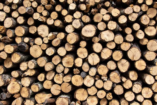 Wall of the stacked wood pile as background. Tree stumps background. Dry oak firewood stacked in a pile. Firewood pile stacked chopped wood trunks. Natural wood background.
