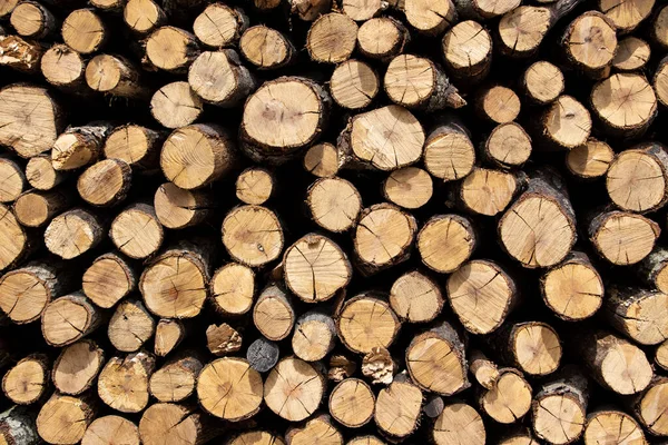Stěna Hromady Dřeva Jako Pozadí Strom Pařezy Pozadí Suché Dubové Stock Obrázky