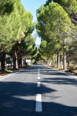 Arka planda ağaçlar olan asfalt yol. Çam ormanının içinden geçen asfalt yol. Asfalttaki beyaz bir çizgiye yakın çekim 