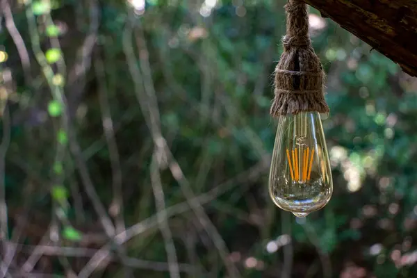 Винтажная Лампа Накаливания Свисает Дерева Лесу Селективный Фокус — стоковое фото