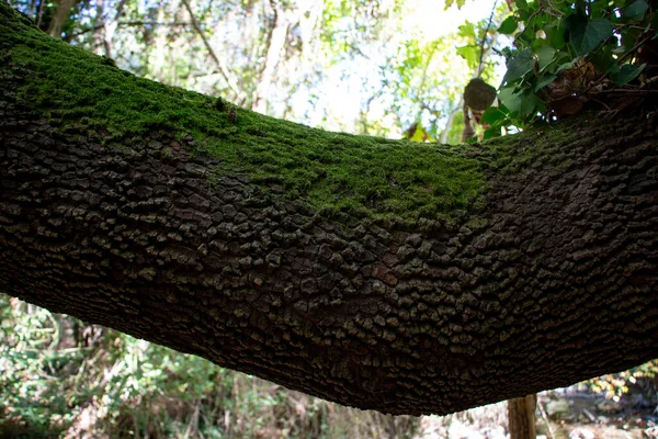 Ormandaki Bir Ağaçta Yosun Fotoğrafa Yakın Çekim — Stok fotoğraf