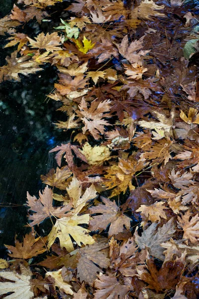 Őszi Levelek Egy Pocsolyányi Vízben Természetes Háttér Őszi Levelek Földön — Stock Fotó