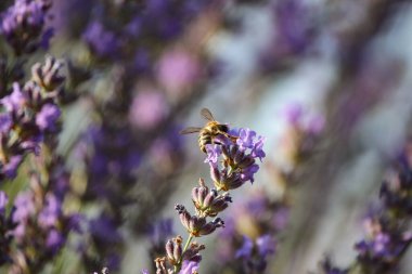 Arılı lavanta çiçekleri, tarlada mor lavanta. Bahçedeki lavanta çiçekleri üzerinde arı.