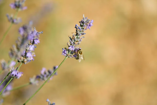 stock image Close-up of lavender flowers with bee, purple lavender in the field. Bee on lavender flowers in the garden.