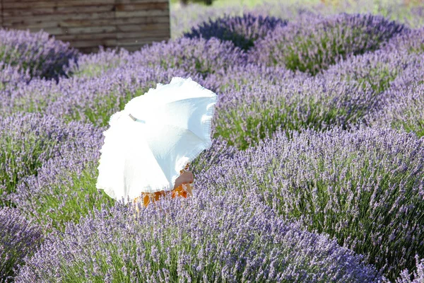 在薰衣草地里拿着一把白色雨伞的女人 一个女人 拿着一把白色的伞在薰衣草场的中央 夏天的薰衣草花田 — 图库照片