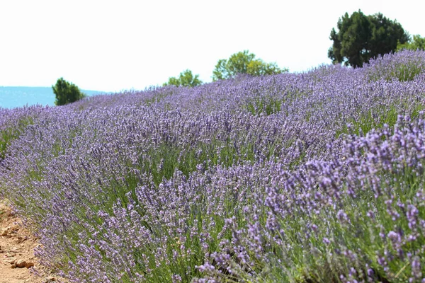 Landschaft Blick Auf Das Lavendelfeld Mit Bäumen Hintergrund Fliederfarbene Lavendelfelder — Stockfoto