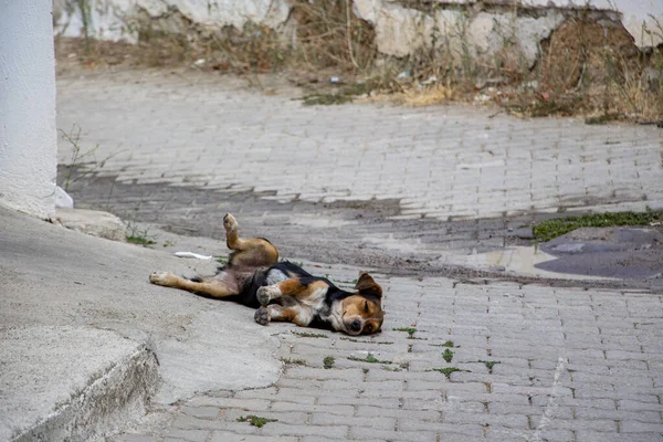 Sokakta uyuyan evsiz bir köpek. Sokakta yatan evsiz bir köpek..