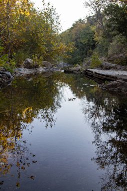 Sonbaharda küçük bir nehirde sudaki ağaçların yansıması.